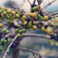 จิบกาแฟ แลปางขอน