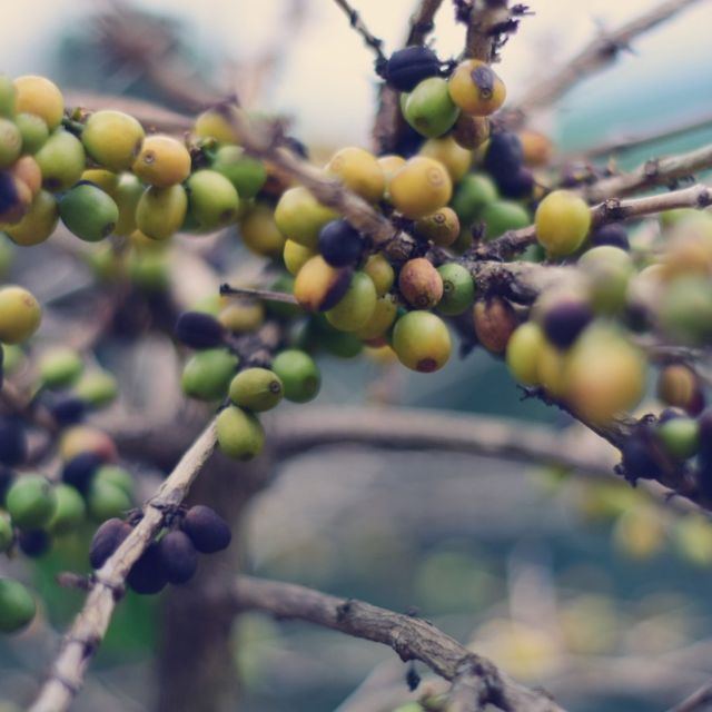 จิบกาแฟ แลปางขอน