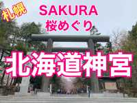 札幌　SAKURA 桜めぐり❗️北海道神宮の桜＆梅に感動❗️