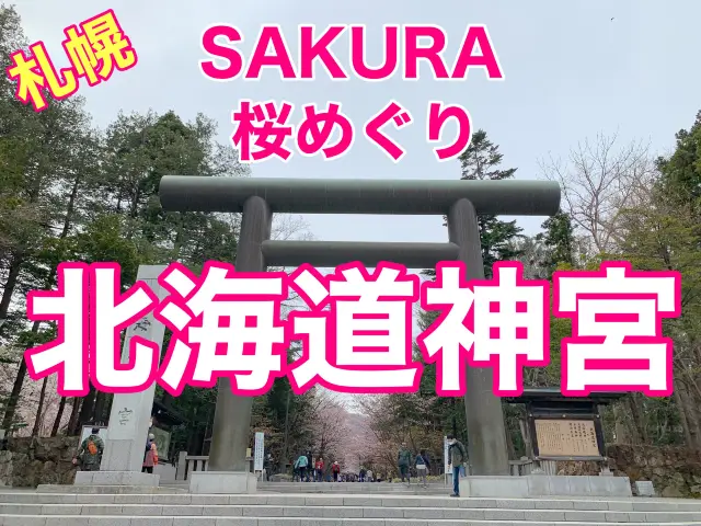 札幌　SAKURA 桜めぐり❗️北海道神宮の桜＆梅に感動❗️
