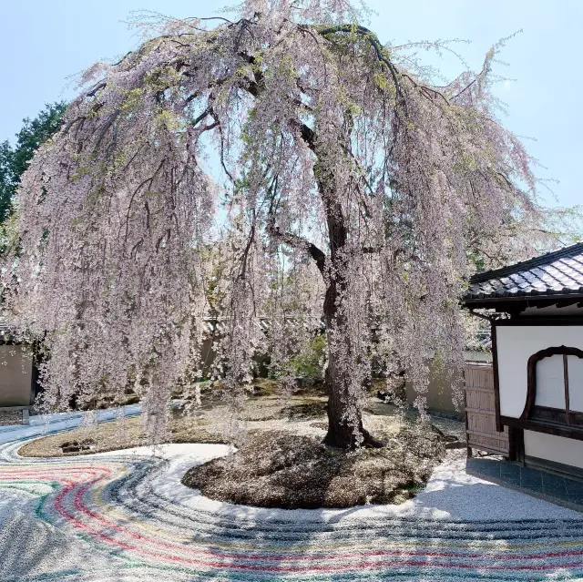 高台寺のしだれ桜とねねの小道