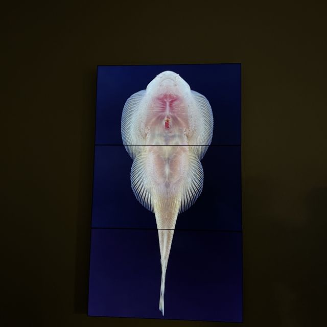 大館｜關於脆弱的展覽💫