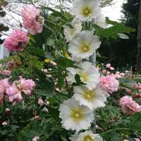 台北花博公園