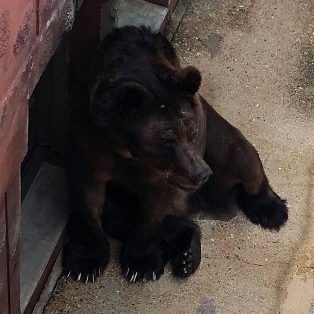 名古屋超大東山植物動物園😝大人🧑細路👦🏻都鍾意❤️半日放電景點