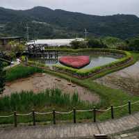 滿滿芬多精【台北內湖】鯉魚山一日遊