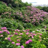 蒲郡　形原あじさいの里で紫陽花と絶景の見晴らしを満喫