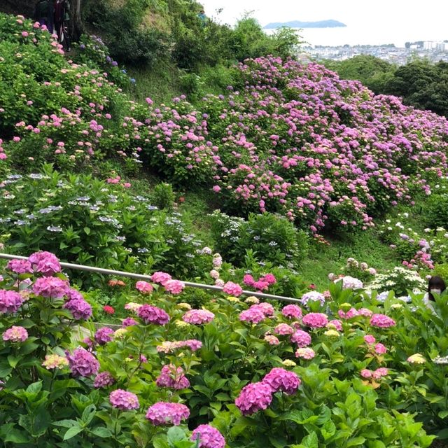 蒲郡　形原あじさいの里で紫陽花と絶景の見晴らしを満喫