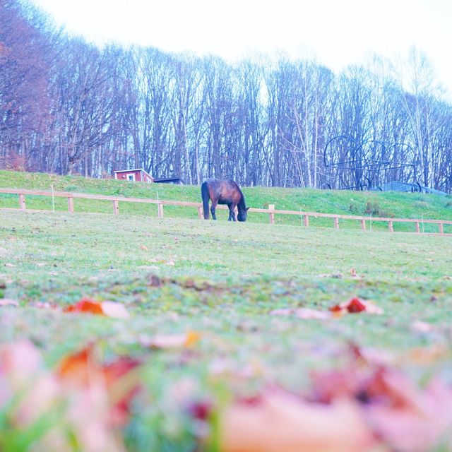 北海道＊キトウシ森林公園