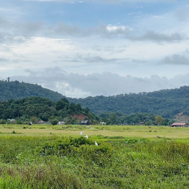 Stay beside paddy field in Langkawi