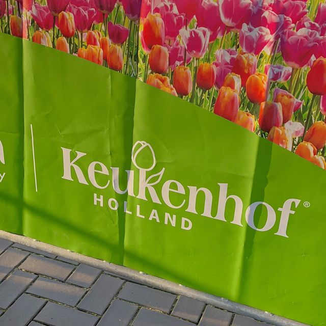 튤립의 나라 네덜란드 [keukenhof 퀘켄호프]🌷