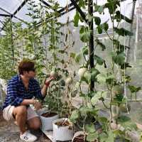 ฟาร์มสุข : Farm Suk Cafe and Bistro 🐾🐈