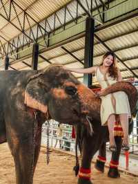 โลกของช้าง 🐘 สุรินทร์ซิตี้