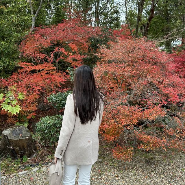 Arashiyama park