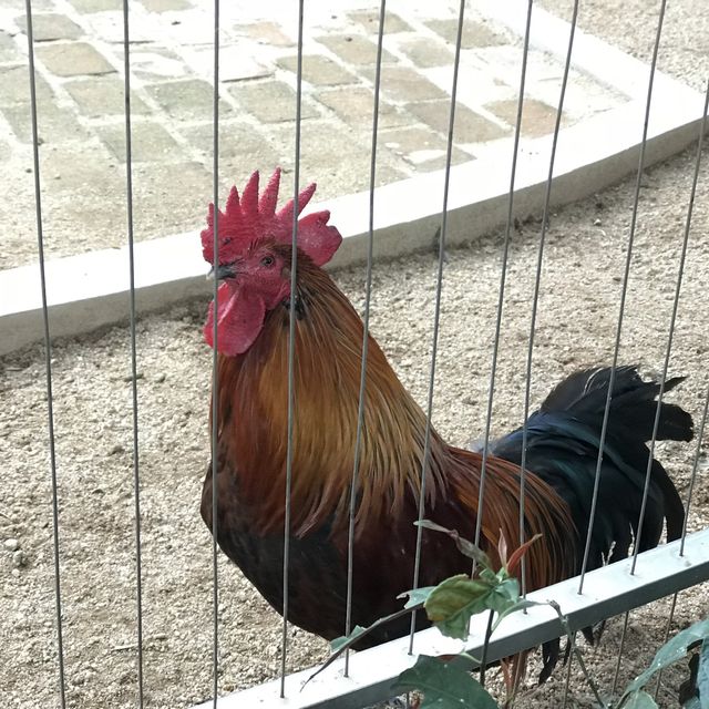 深圳野生動物園🤩深受旅客🧳歡迎