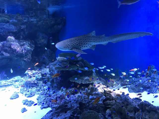 東京｜水族館ft.燈光聲效show✨