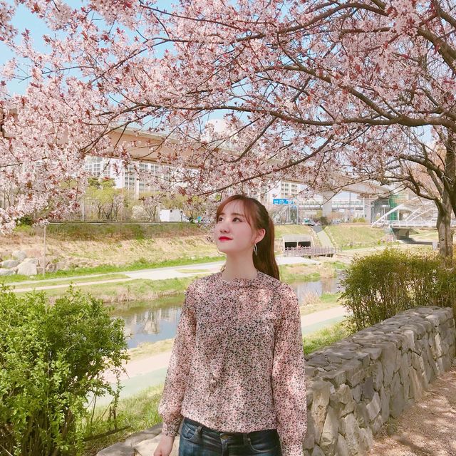 숨겨진 벚꽃 명소, 김해민속박물관