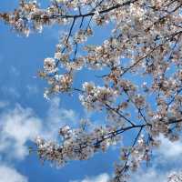동화같은 색감의 여주 벚꽃길🌸