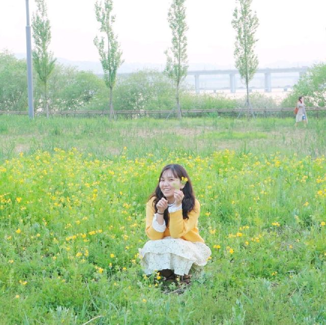 유채꽃이 예쁜 반포한강공원 '서래섬'