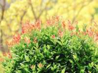 城門谷賞花好去處