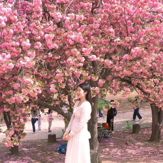 경주 겹벚꽃 핫플