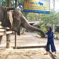 Thom’s Pai Elephant Camp