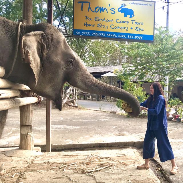 Thom’s Pai Elephant Camp