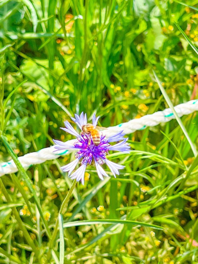 올림픽공원 들꽃마루 유채꽃 만개💛🌼