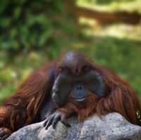 Amazing animal encounters at Chiang Mai Zoo