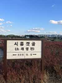 핑크뮬리 + 갈대밭 = 가을종합선물세트인 갯골생태공원✌️