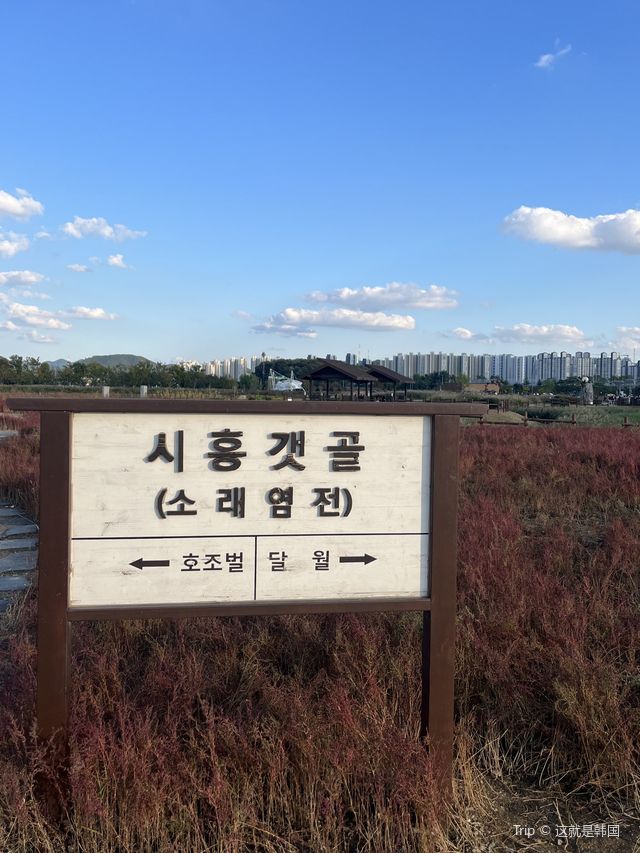 핑크뮬리 + 갈대밭 = 가을종합선물세트인 갯골생태공원✌️