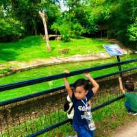 Taiping Trip