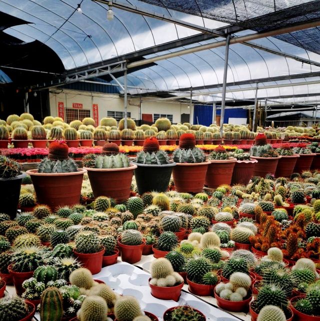 Beautiful Cactus 💖