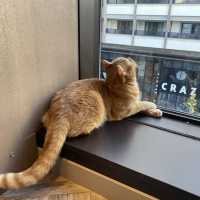 東京/渋谷で癒されよう【猫カフェMOCHA🐈】渋谷公園通り店