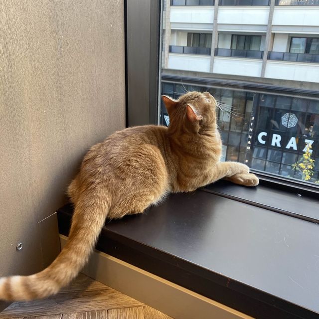 東京/渋谷で癒されよう【猫カフェMOCHA🐈】渋谷公園通り店