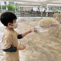 三角梅花展蝶豆花園之旅