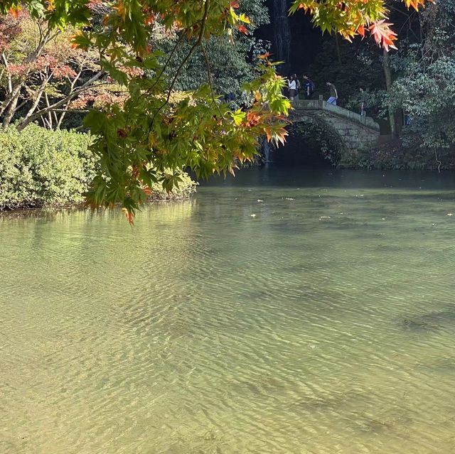 Nine Creeks and the Misty Forest