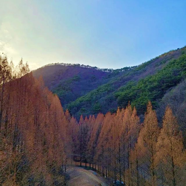 대전 여행지 : 장태산🍁