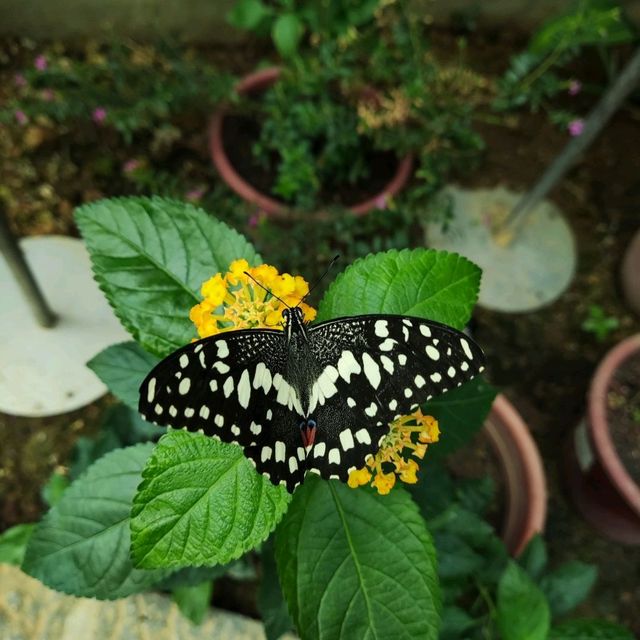 Butterflies Up-Close