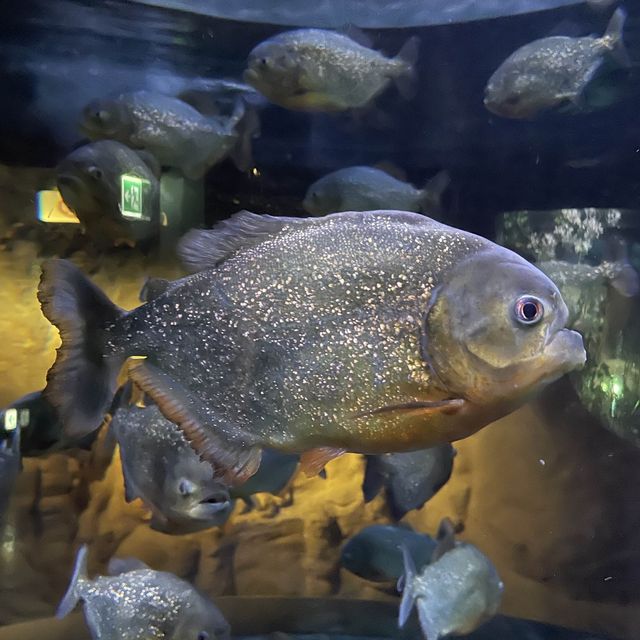 江南超出名水族館🤩Coex Aquarium 