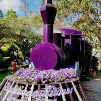 งานดอกไม้เมืองหนาว @เชียงราย