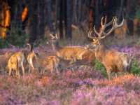 Explore Hoge Veluwe National Park
