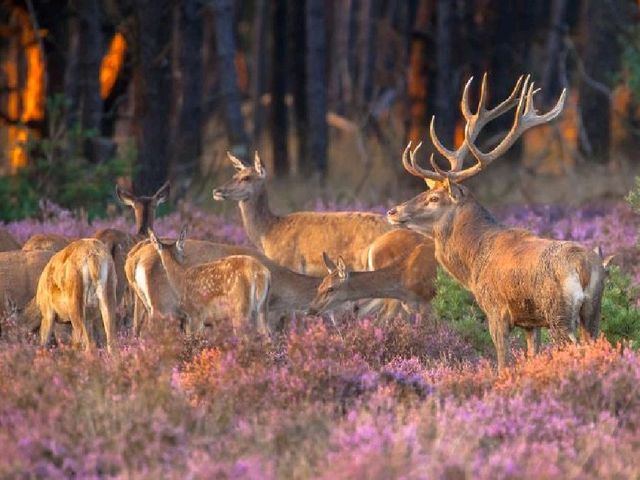 Explore Hoge Veluwe National Park