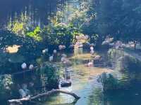鳥湖@九龍公園
