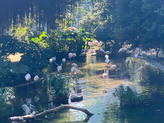 鳥湖@九龍公園
