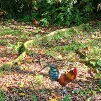 Family Friendly Nature Park at Bukit Batok