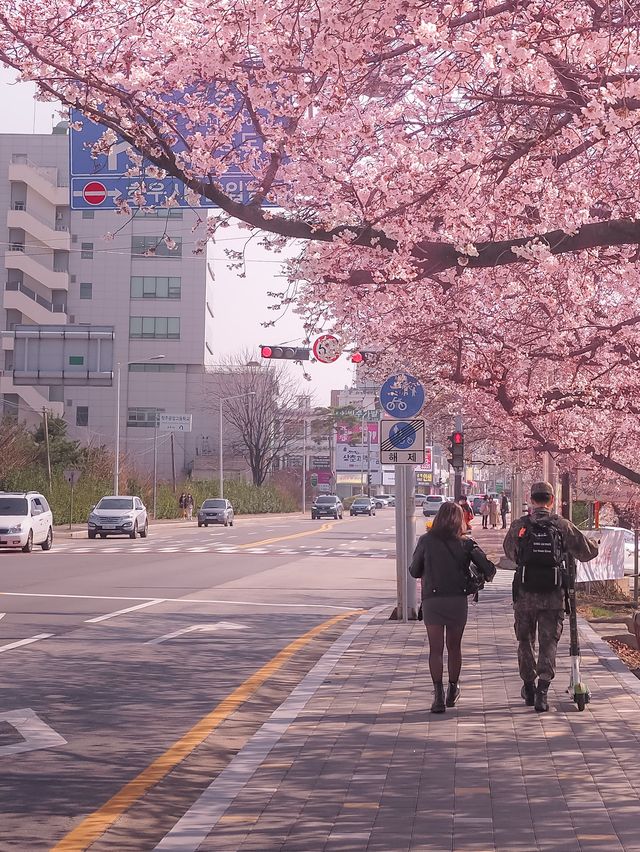 무심천으로 벚꽃놀이 갈래~?