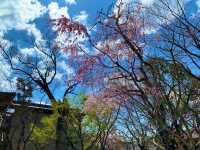 京都　SAKURA 桜めぐり❗️永観堂の桜に感動❗️