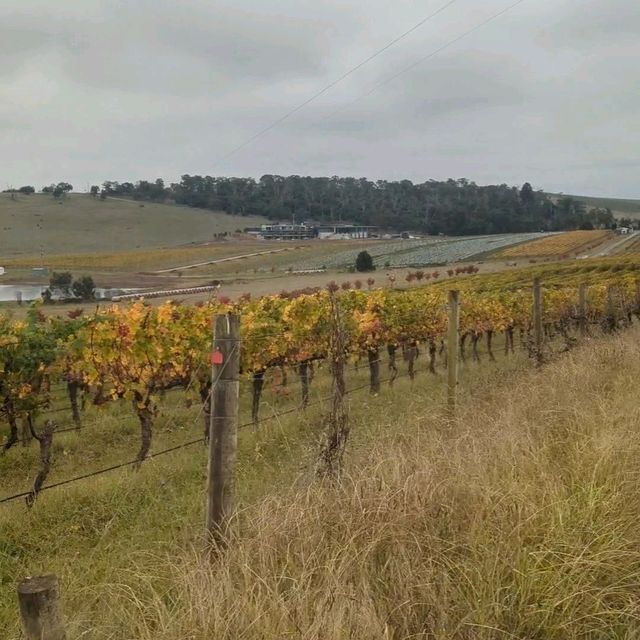 Wine tasting at Yarra Valley, Melbourne