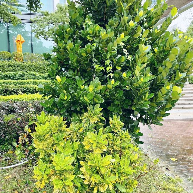 望住維港散步嘅好地方～