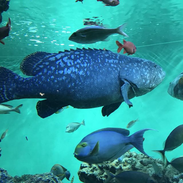 【東京】江戸川区の水族館🐠葛西臨海水族園
